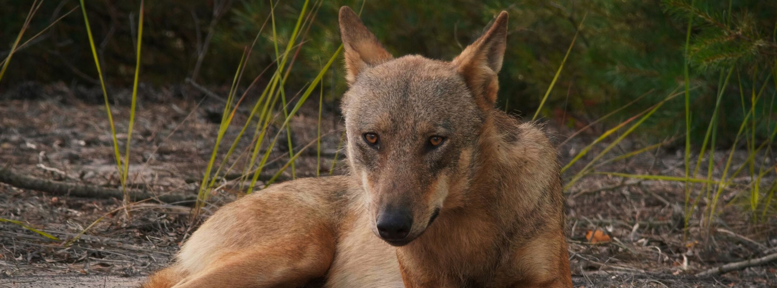 In Wolf Country