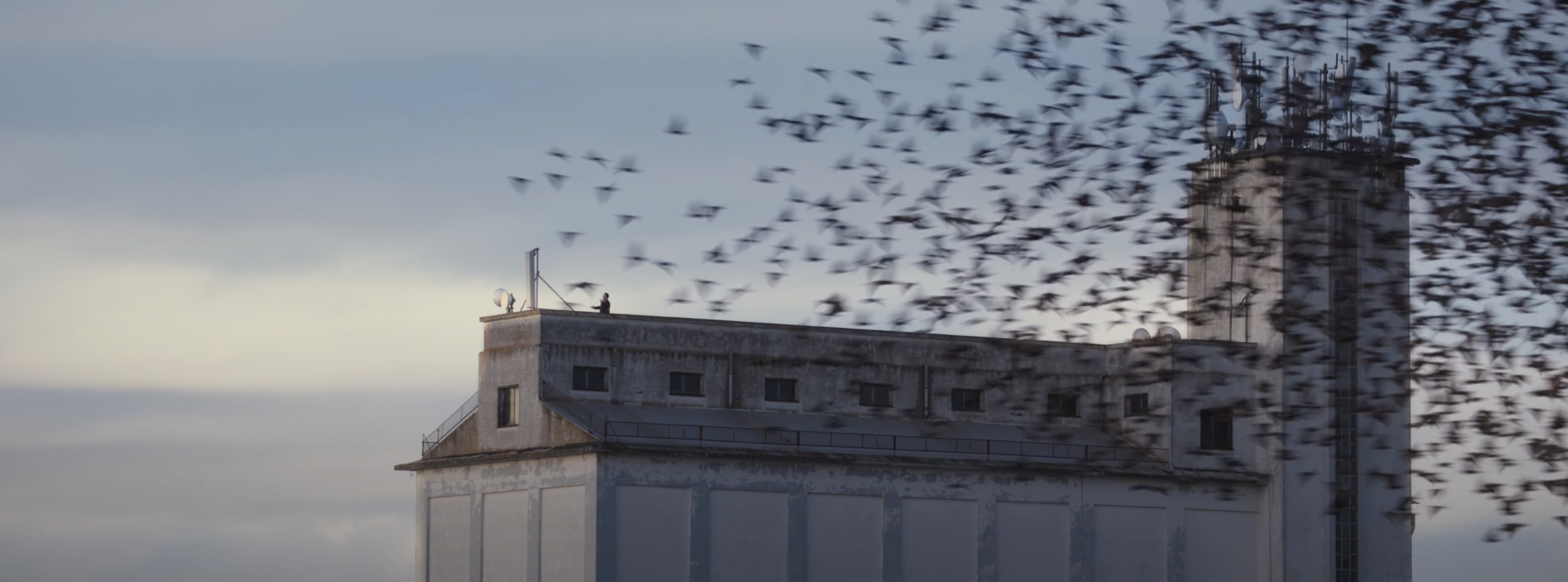 Murmuration Ripple Effect Murmurations - InScience